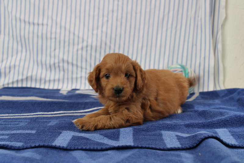 puppy, for, sale, Mini Golden Doodle F1, Matthew B. Stoltzfus, dog, breeder, Gap, PA, dog-breeder, puppy-for-sale, forsale, nearby, find, puppyfind, locator, puppylocator, aca